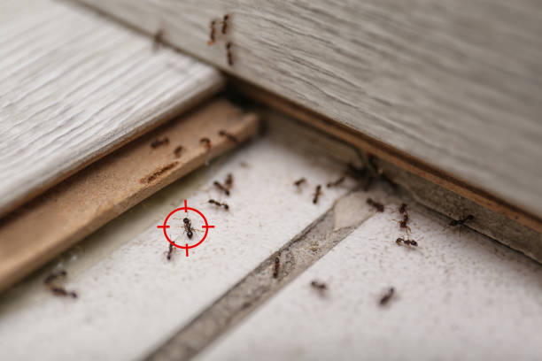 Flea Control Services in Cornersville, TN
