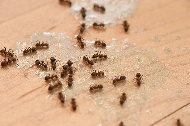 Best Pest Prevention Services  in Cornersville, TN
