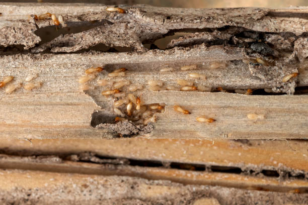 Best Best Pest Control Companies  in Cornersville, TN