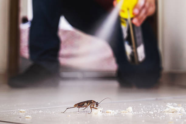 Best Affordable Pest Control Services  in Cornersville, TN