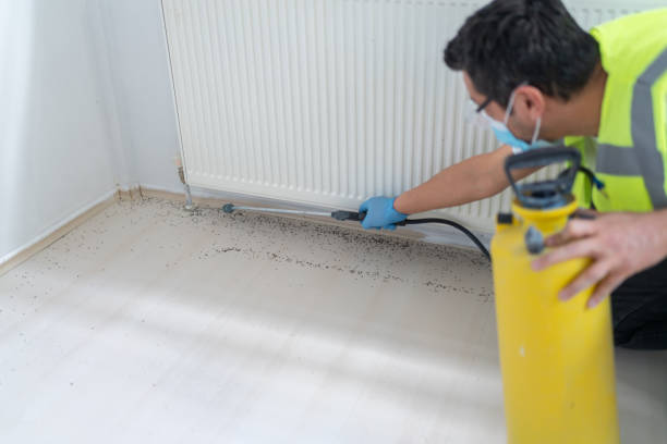 Best Flea Control Services  in Cornersville, TN