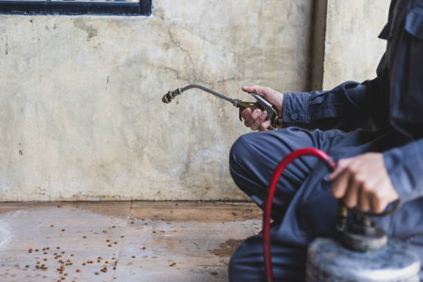 Best Wasp Removal Services  in Cornersville, TN